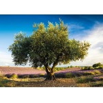 PQ Puzzle 1000 el. Drzewo oliwne w Prowansji