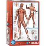Puzzle 1000 The Muscular System 6000-2015