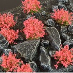 Gamers Grass: Special tufts - 6 mm - Red Flowers (Wild)
