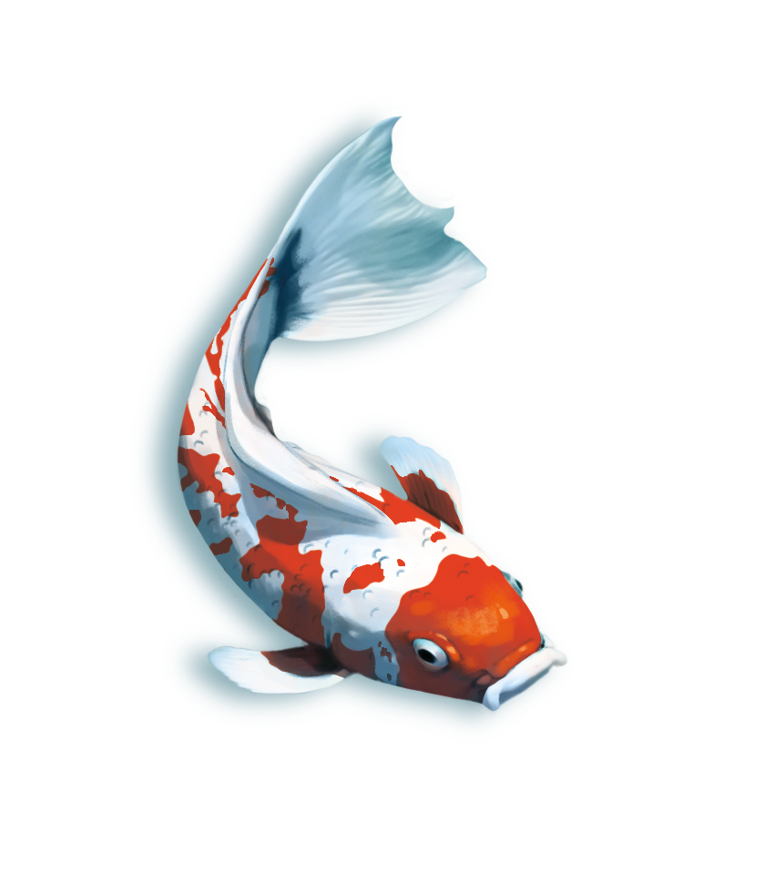 Koi (edycja polska)
