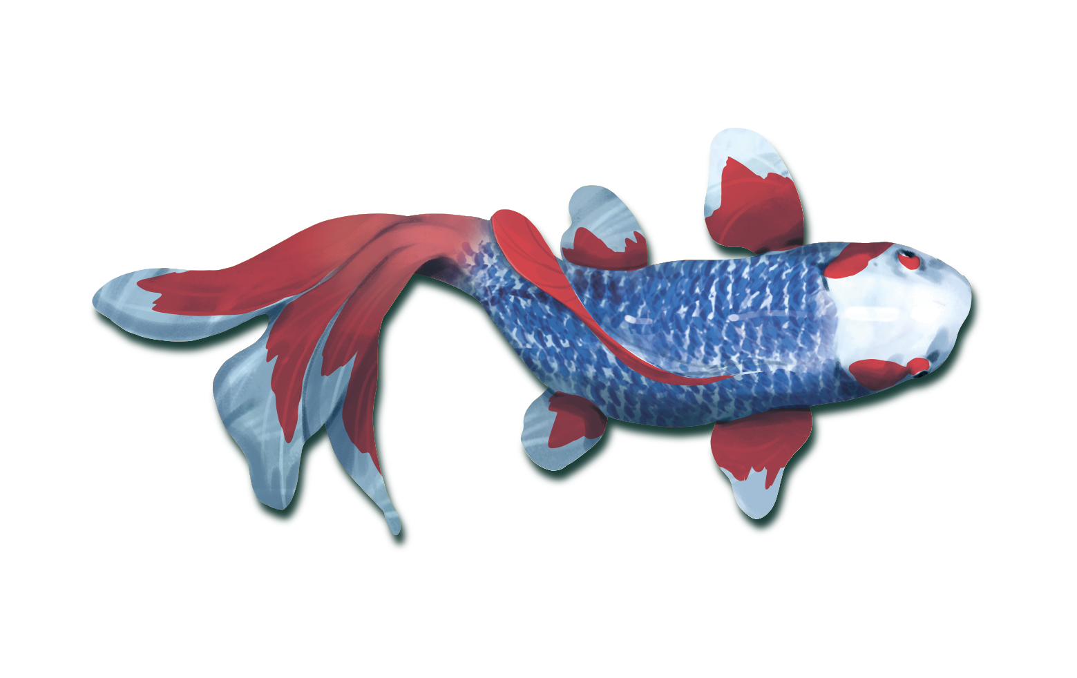 Koi (edycja polska)