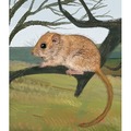 Leśne rozdanie: Dartmoor - Exmoor