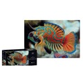 Puzzle 250 Colourful Nature 11 Mandarinfish
